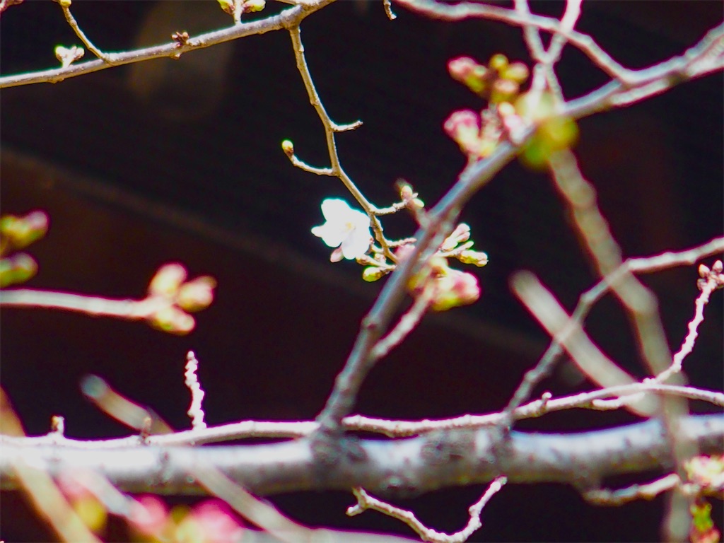f:id:CHASSESPLEEN:20200313140445j:image