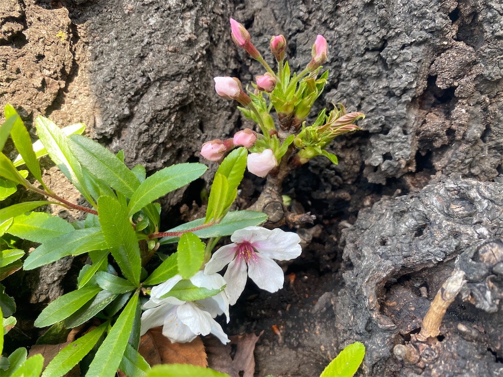 f:id:CHASSESPLEEN:20200315134946j:image