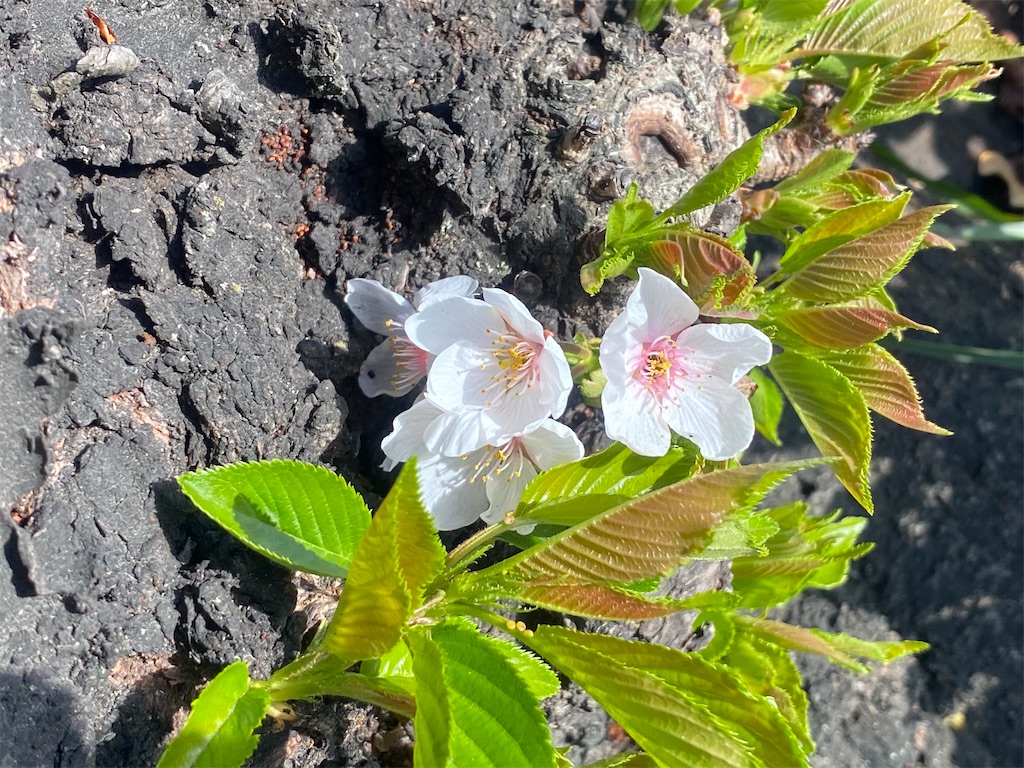 f:id:CHASSESPLEEN:20200315134950j:image