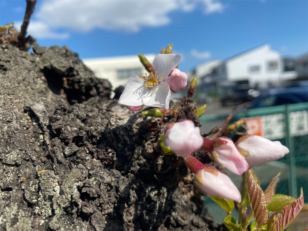 f:id:CHASSESPLEEN:20200315134954j:image