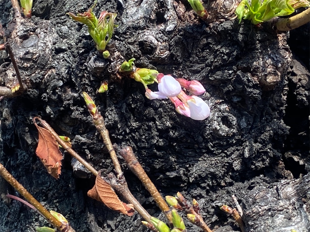 f:id:CHASSESPLEEN:20200315134957j:image