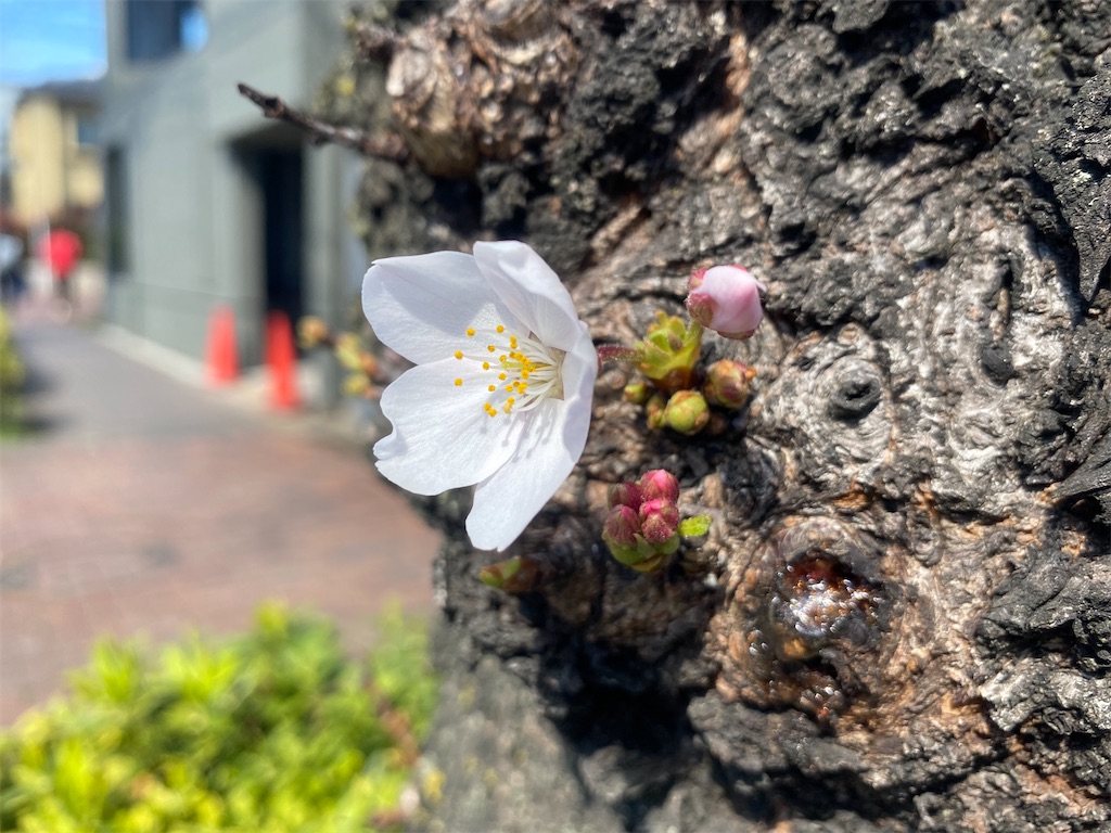 f:id:CHASSESPLEEN:20200315135001j:image