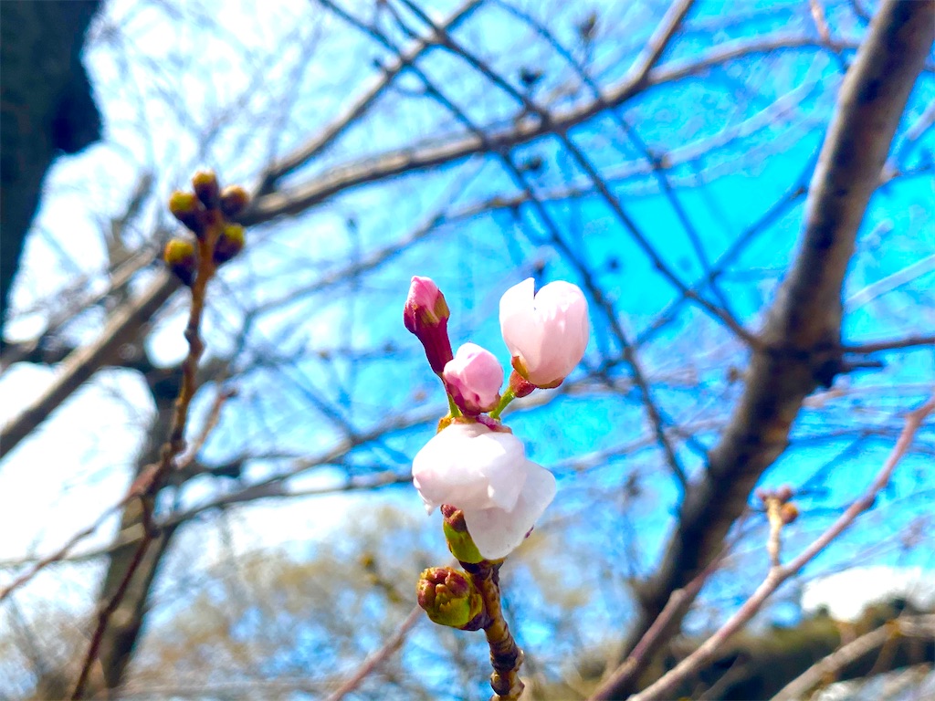 f:id:CHASSESPLEEN:20200317121455j:image