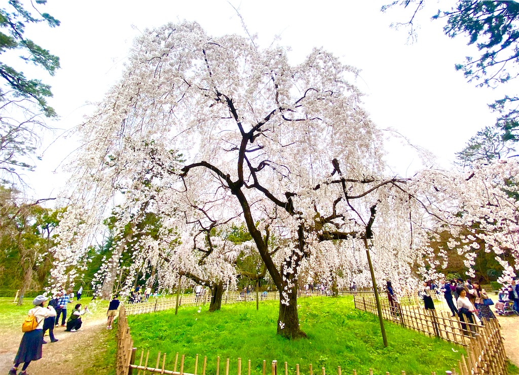 f:id:CHASSESPLEEN:20200323203519j:image