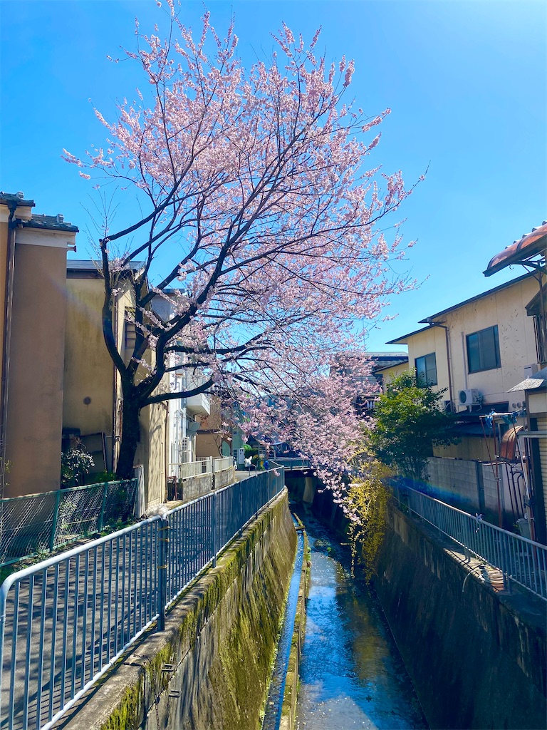 f:id:CHASSESPLEEN:20200323205049j:image