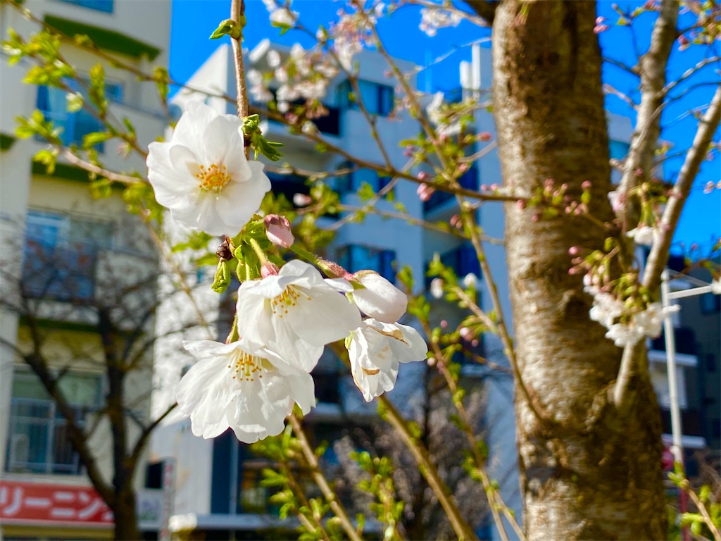 f:id:CHASSESPLEEN:20200325085041j:image