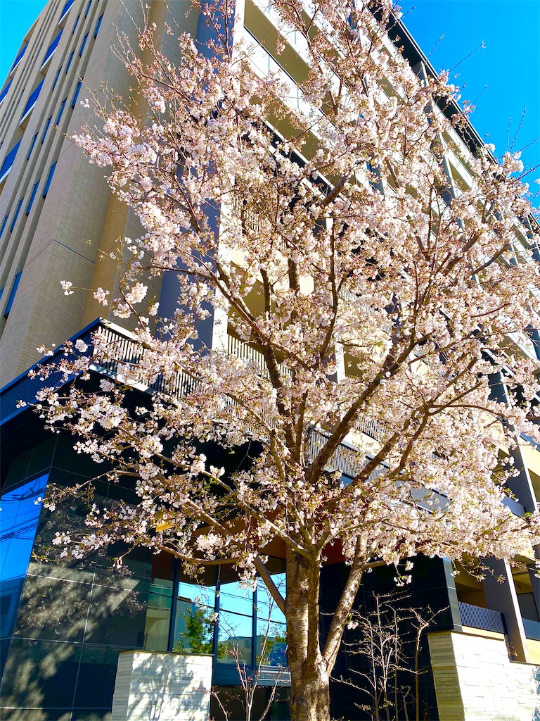 f:id:CHASSESPLEEN:20200325085050j:image