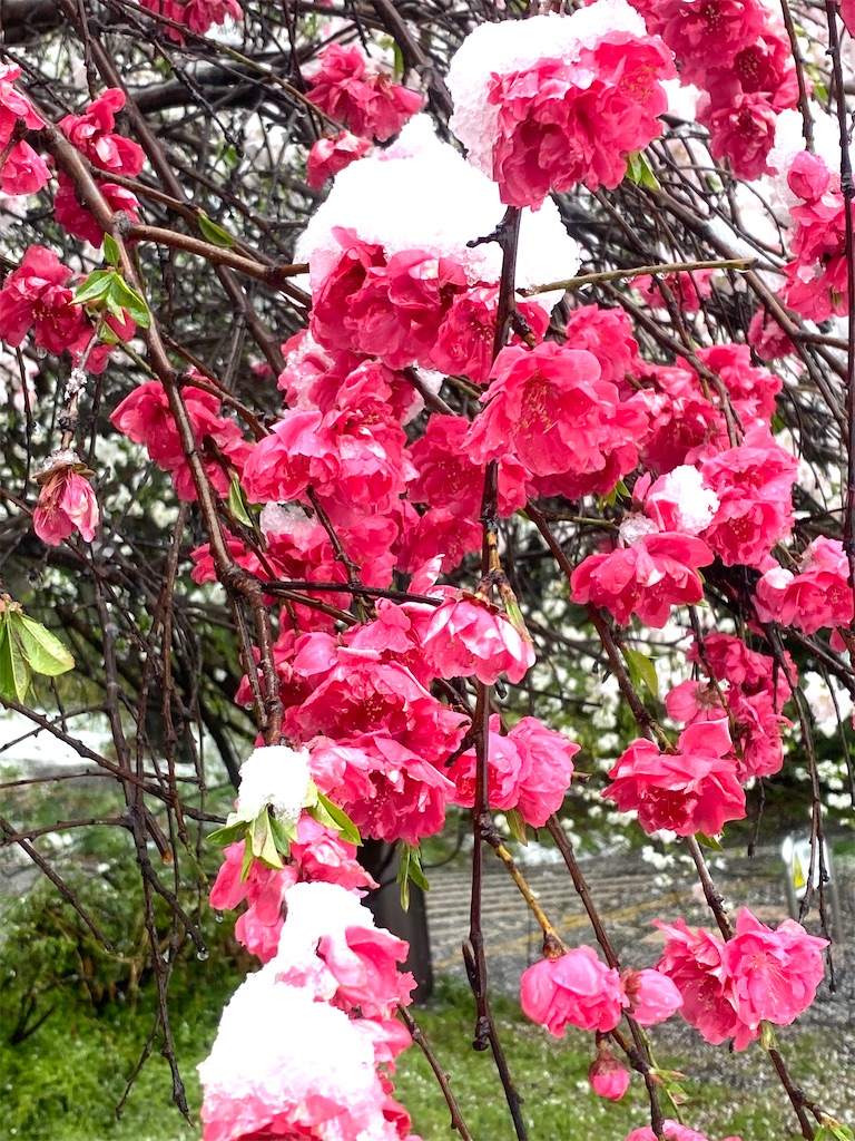 f:id:CHASSESPLEEN:20200329151332j:image