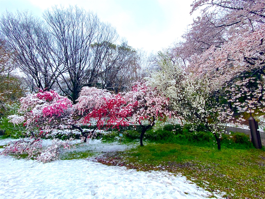 f:id:CHASSESPLEEN:20200329151335j:image