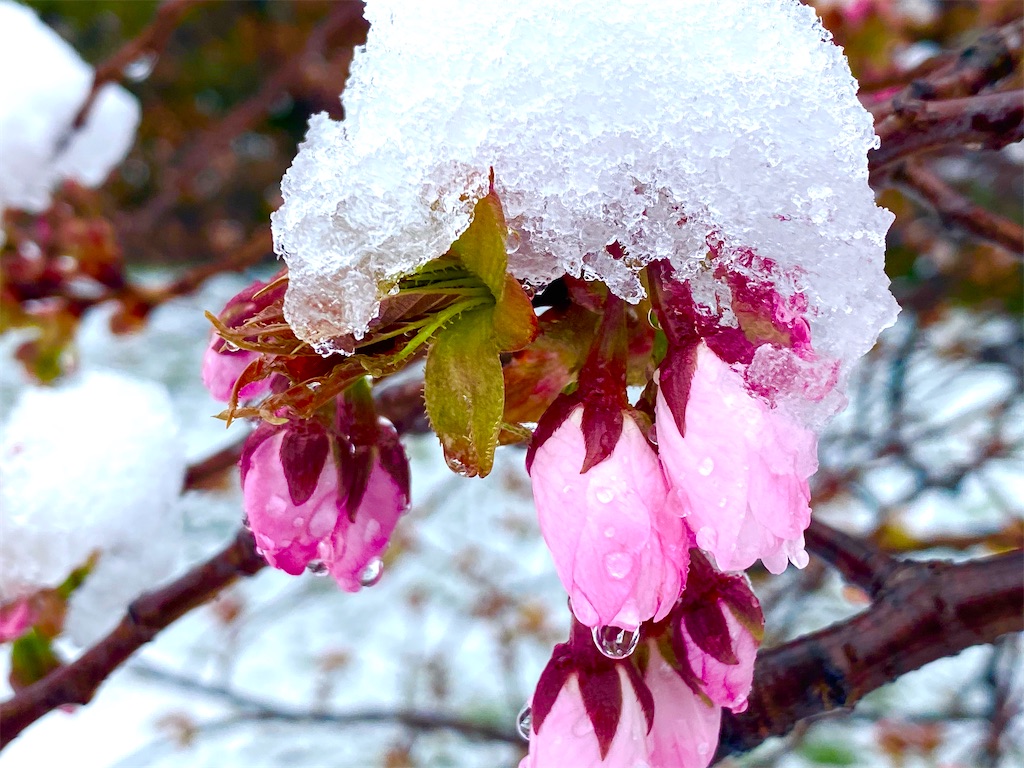 f:id:CHASSESPLEEN:20200329151538j:image