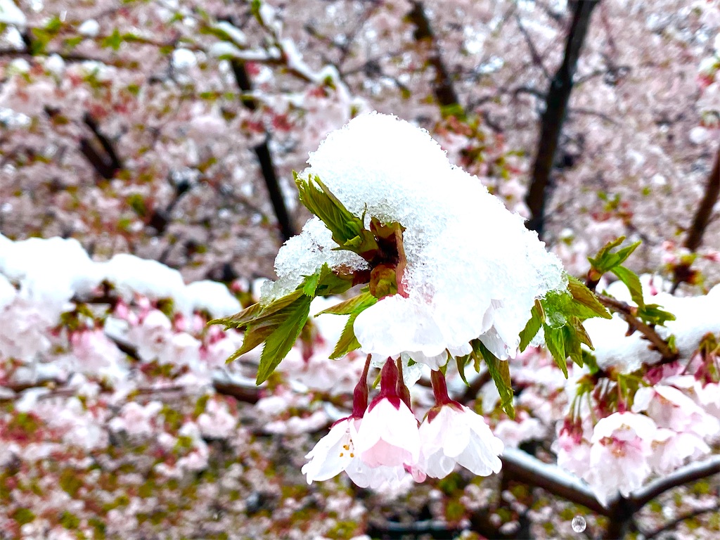 f:id:CHASSESPLEEN:20200329151700j:image