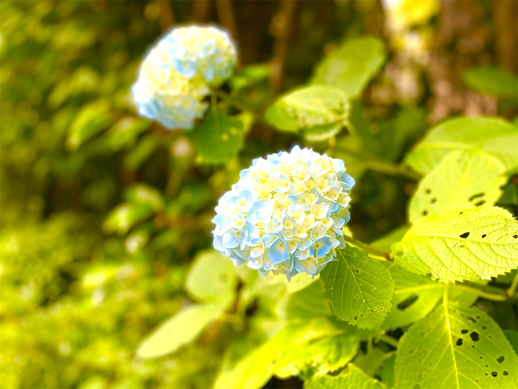 f:id:CHASSESPLEEN:20200528083902j:image