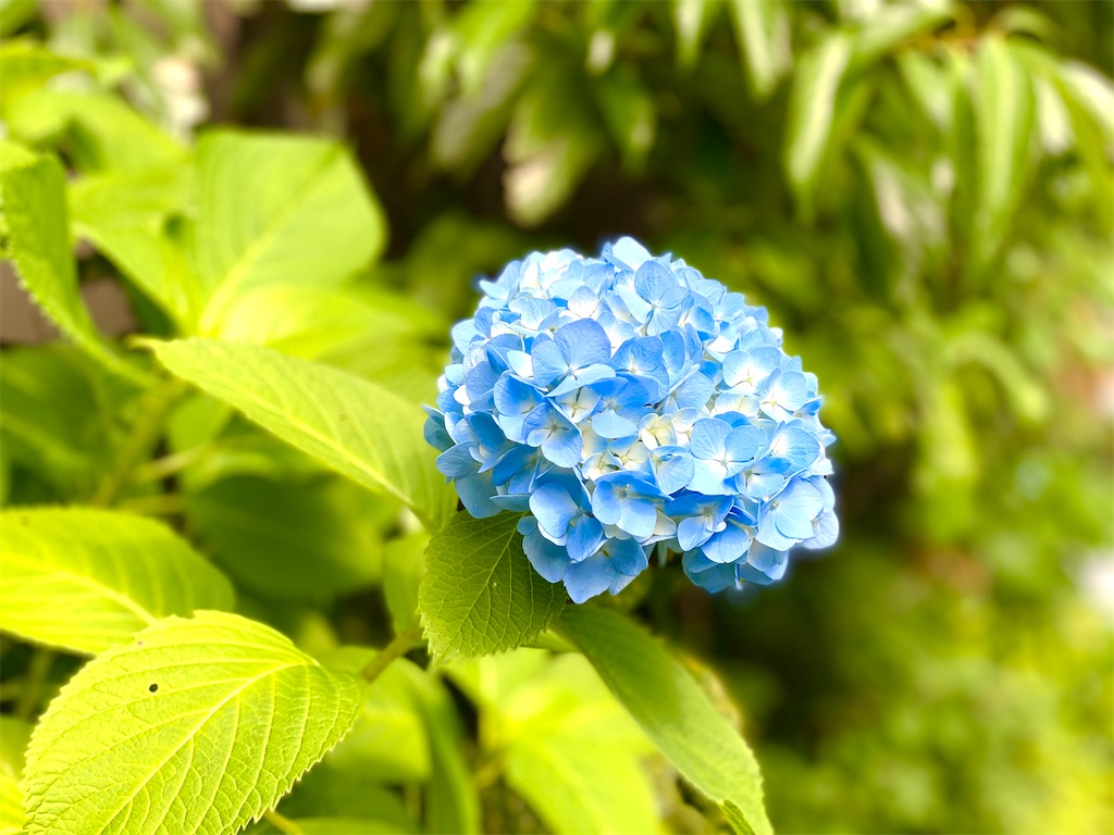 f:id:CHASSESPLEEN:20200528083907j:image