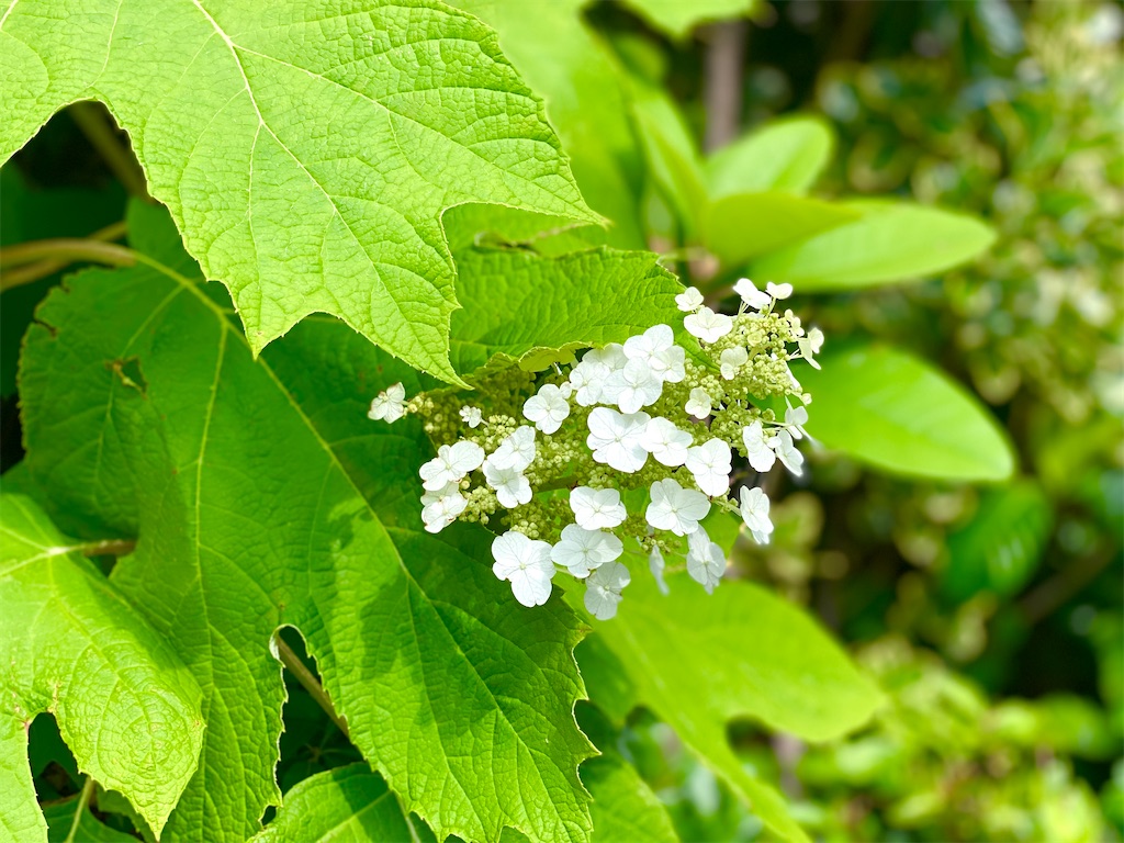 f:id:CHASSESPLEEN:20200528083912j:image