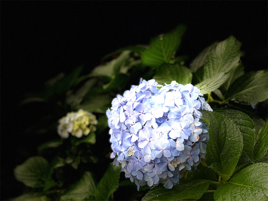 f:id:CHASSESPLEEN:20200614170317j:image