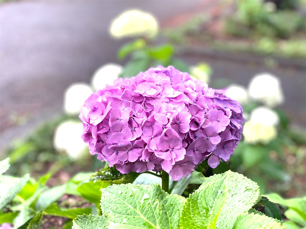 f:id:CHASSESPLEEN:20200614170320j:image