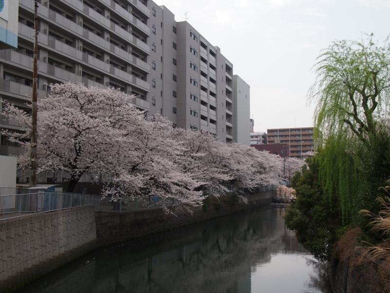 f:id:CHICS:20130324122231j:image