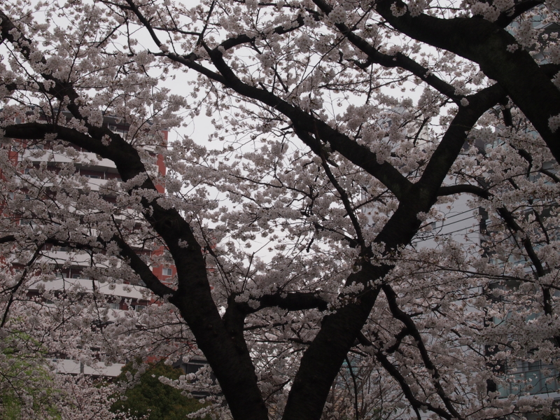 f:id:CHICS:20130324122427j:image