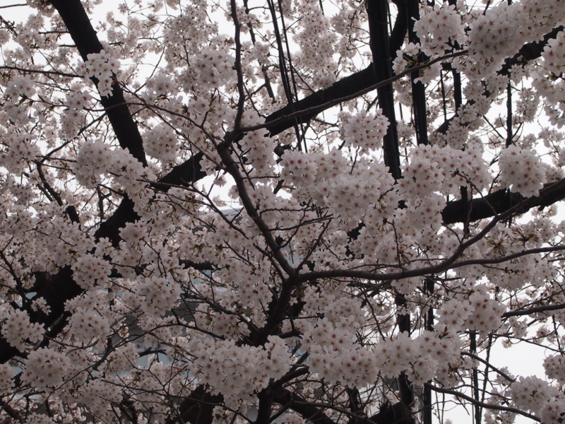 f:id:CHICS:20130324122434j:image
