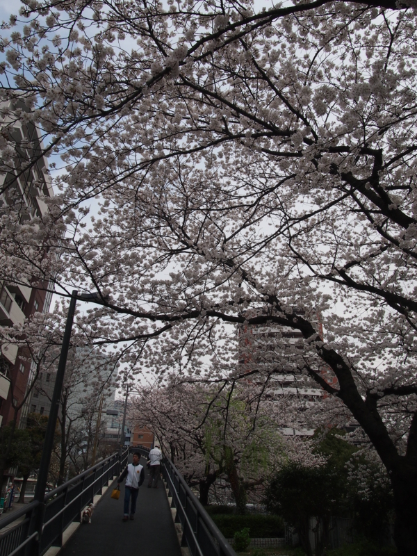 f:id:CHICS:20130324122444j:image