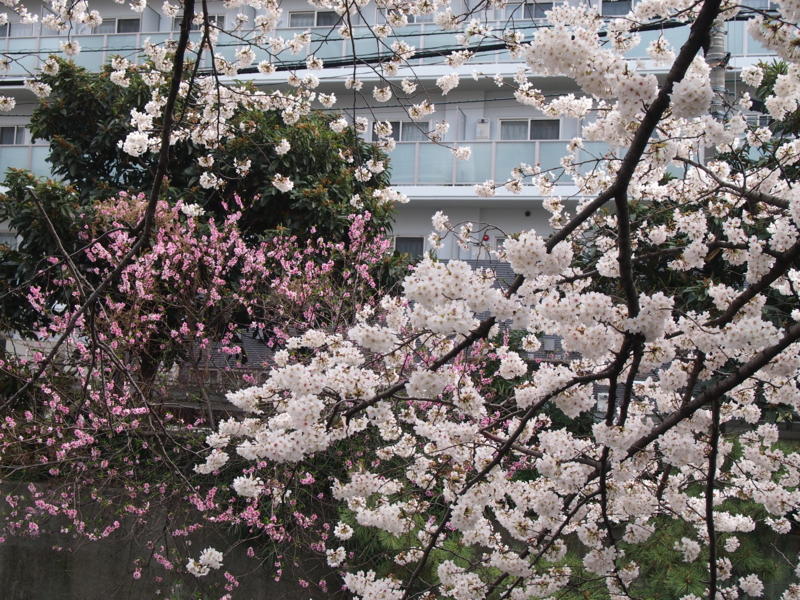 f:id:CHICS:20130324122512j:image
