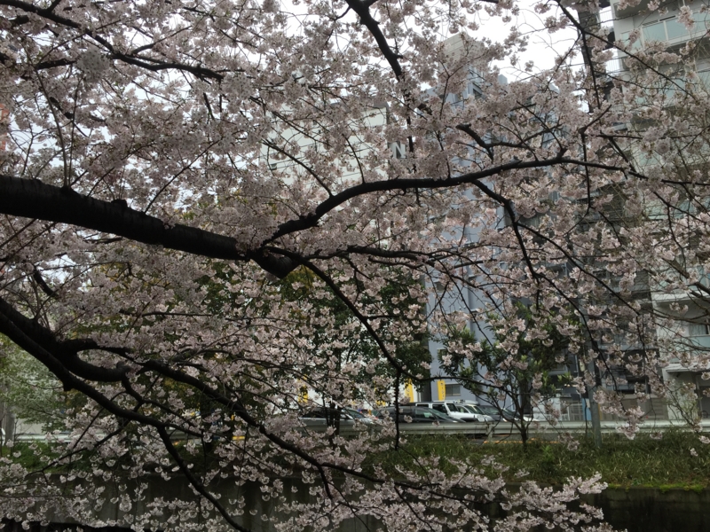 f:id:CHICS:20170408160336j:image f:id:CHICS:20170408160336j:image