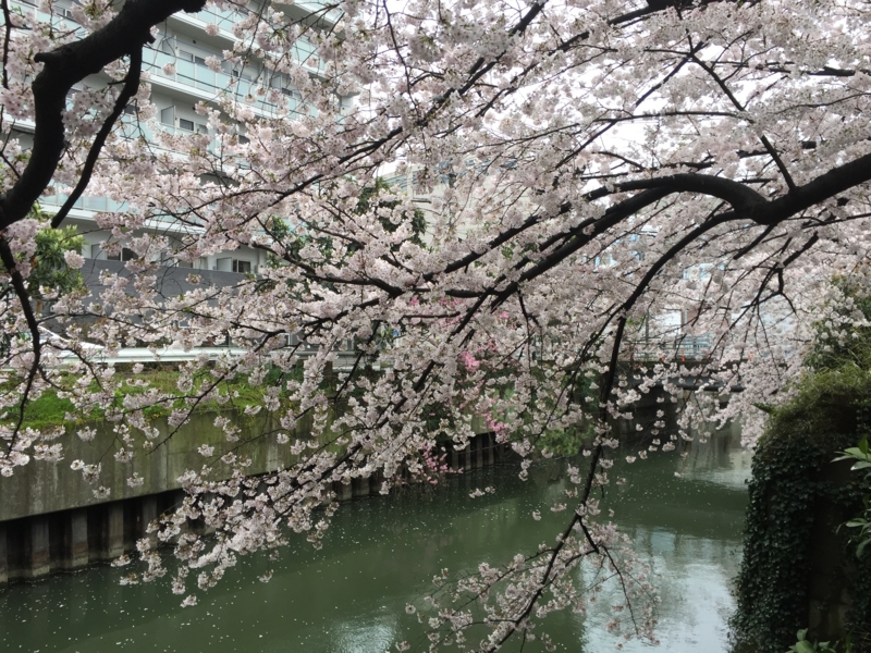 f:id:CHICS:20170408160352j:image f:id:CHICS:20170408160352j:image