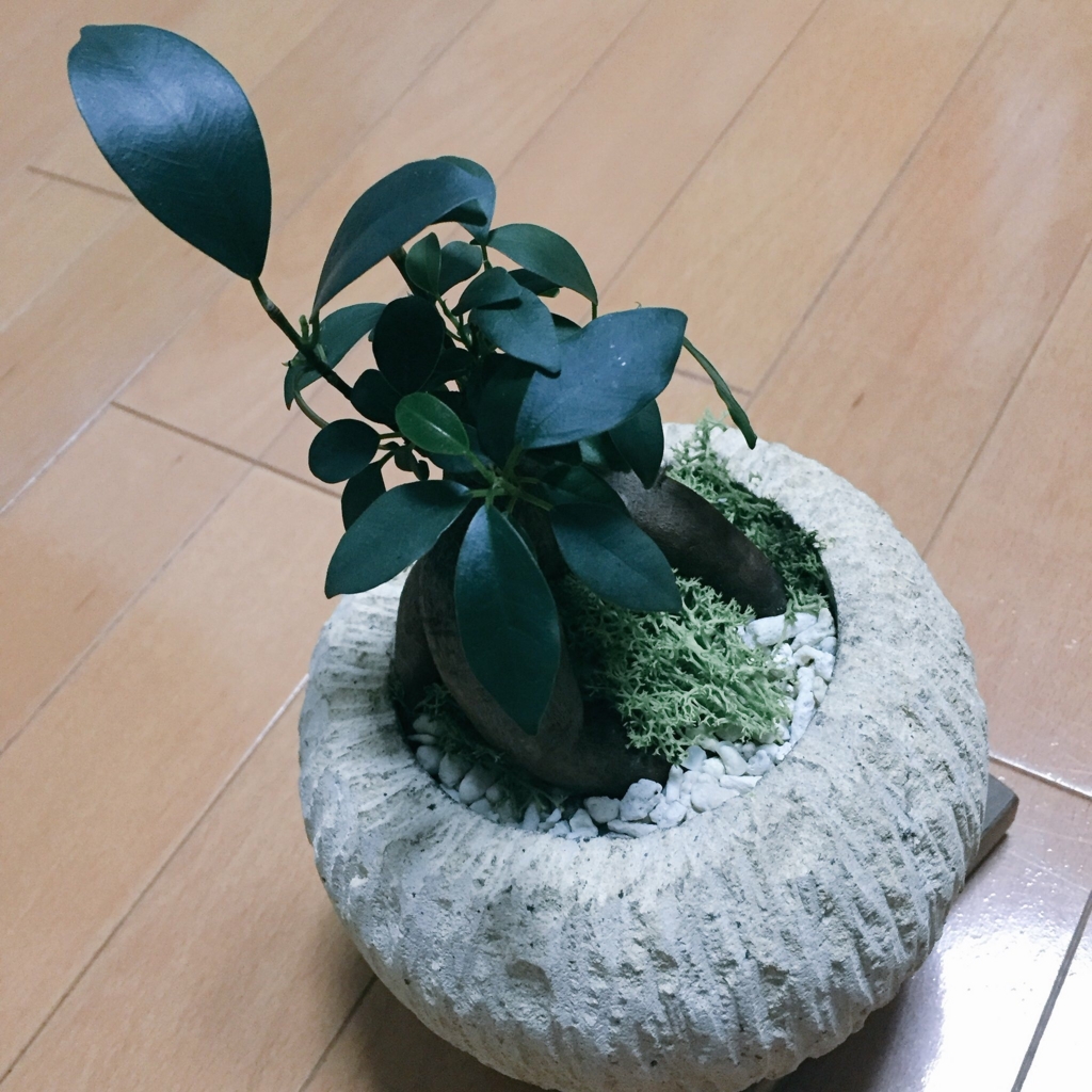f:id:CHIRIandAKUTA:20160417134734j:plain f:id:CHIRIandAKUTA:20160417134734j:plain