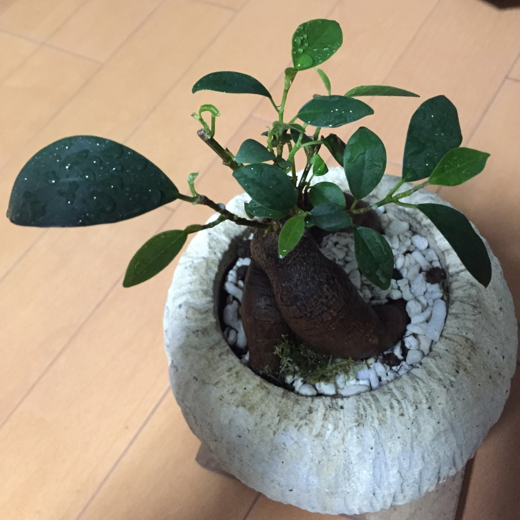 f:id:CHIRIandAKUTA:20160417134910j:plain f:id:CHIRIandAKUTA:20160417134910j:plain