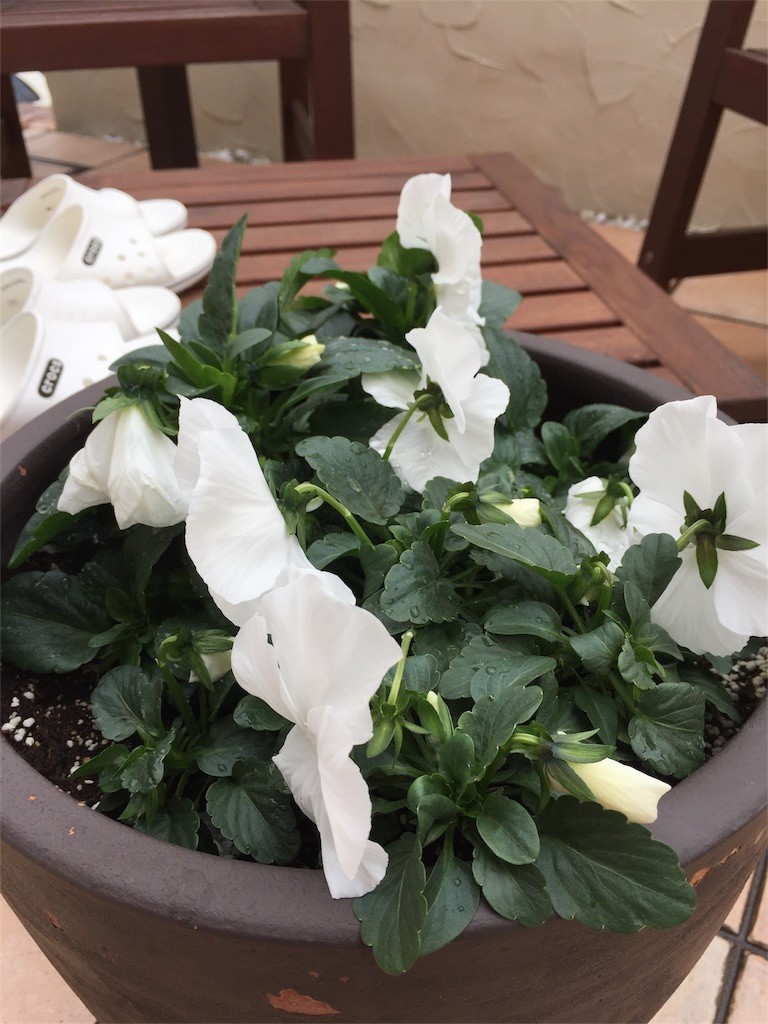 f:id:CLALIS:20171224113729j:image