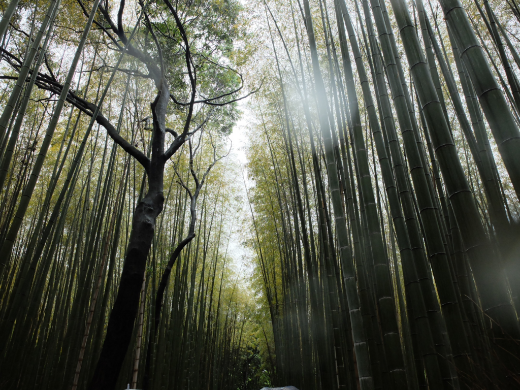 f:id:CLALIS:20180509161031p:plain f:id:CLALIS:20180509161031p:plain