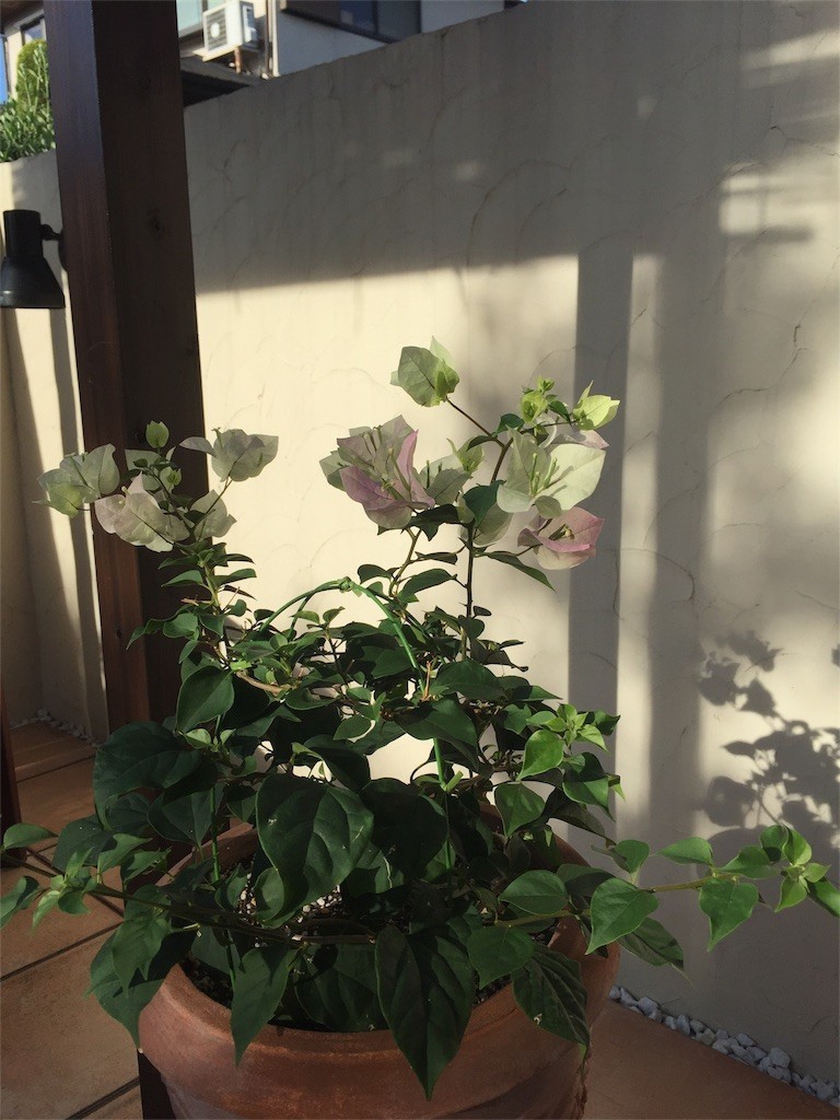 f:id:CLALIS:20180814075802j:image