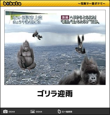 ゴリラが降る夜 クラウドナインスタジオ Official Blog