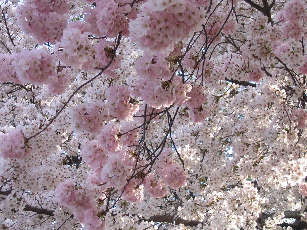 f:id:CLOUDNINE:20190402143420j:plain f:id:CLOUDNINE:20190402143420j:plain