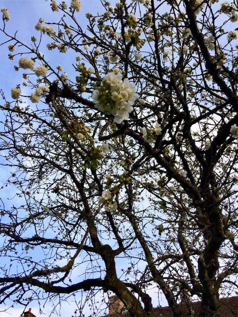 f:id:CMO20193:20190501103623j:plain