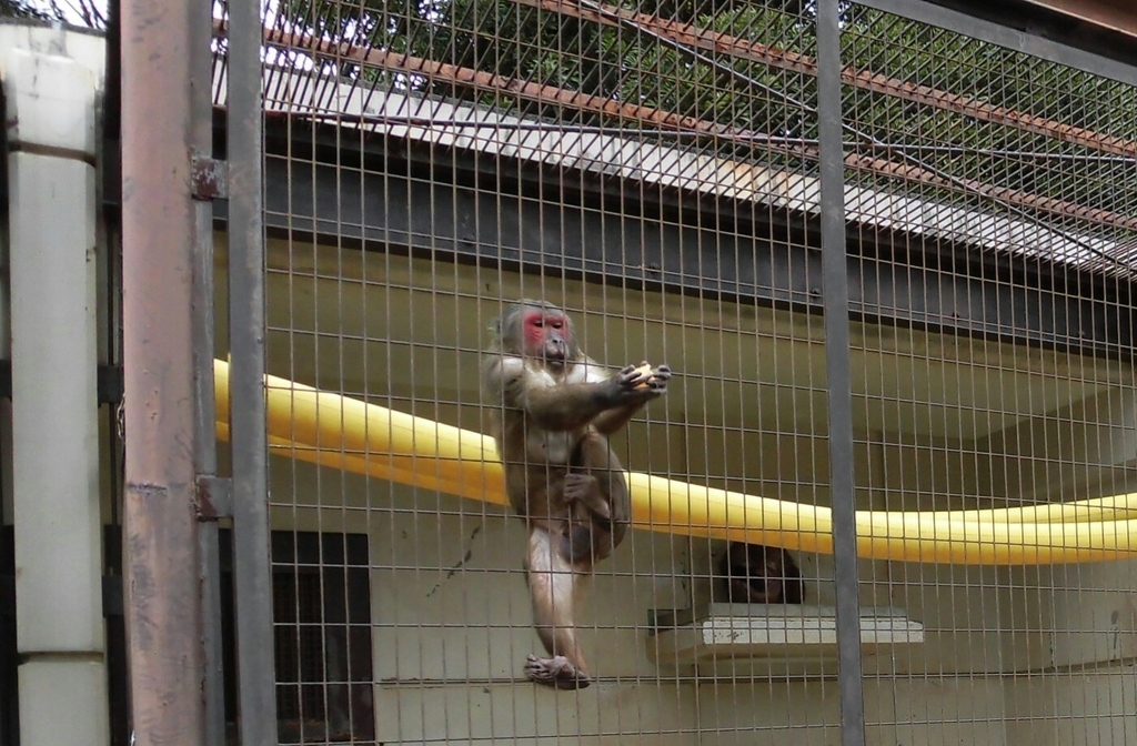 f:id:CNaan:20181220010737j:plain f:id:CNaan:20181220010737j:plain