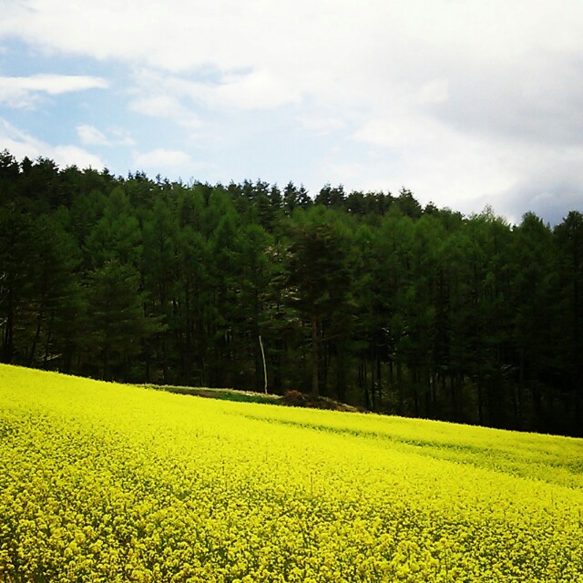 f:id:CNwriting:20150504152247j:plain