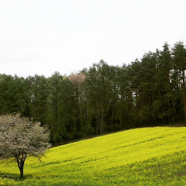 f:id:CNwriting:20150504152250j:plain