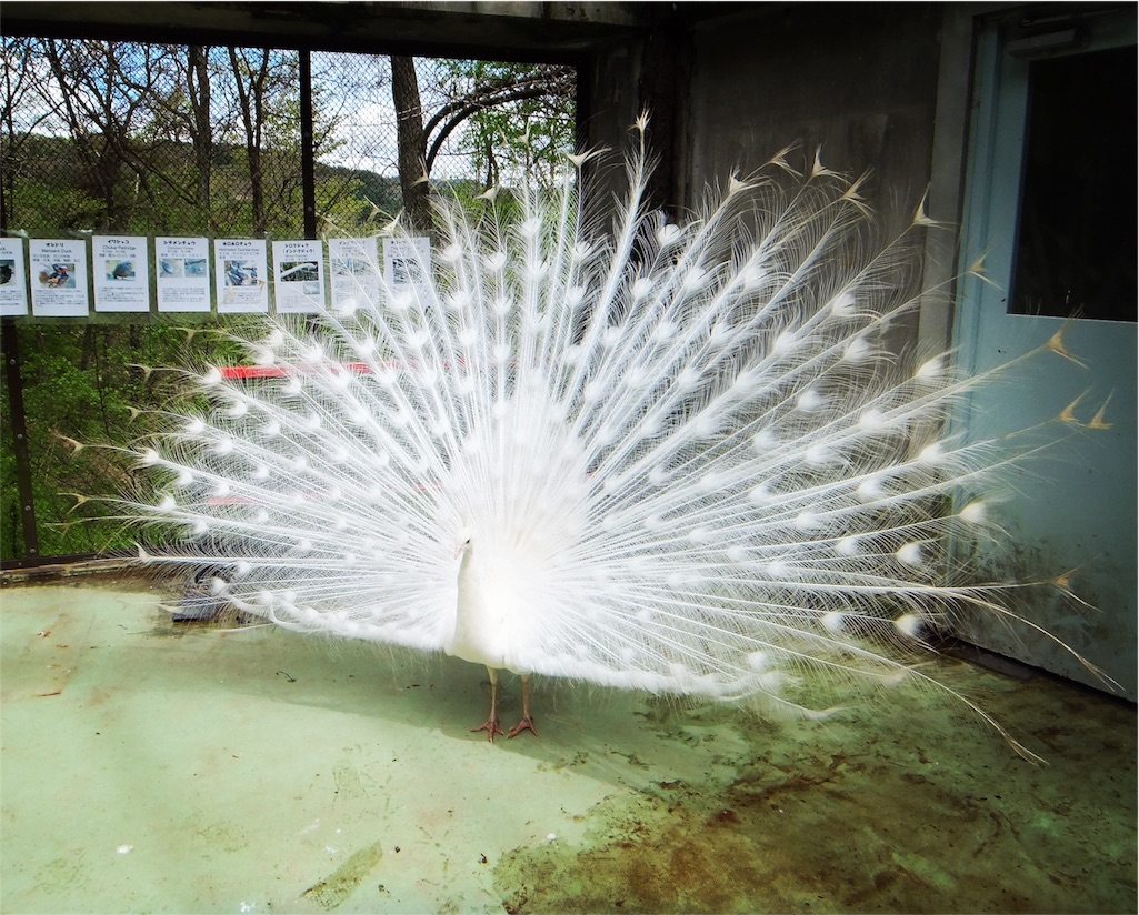 f:id:CNwriting:20151028173831j:plain