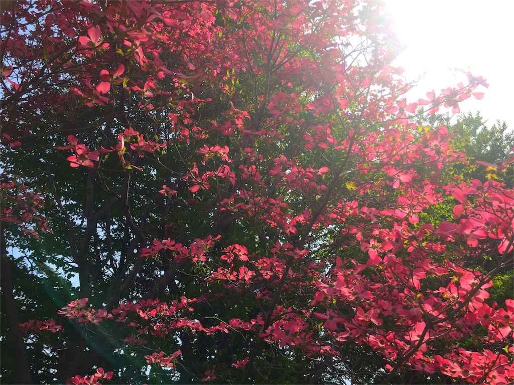 f:id:CNwriting:20160426142602j:plain