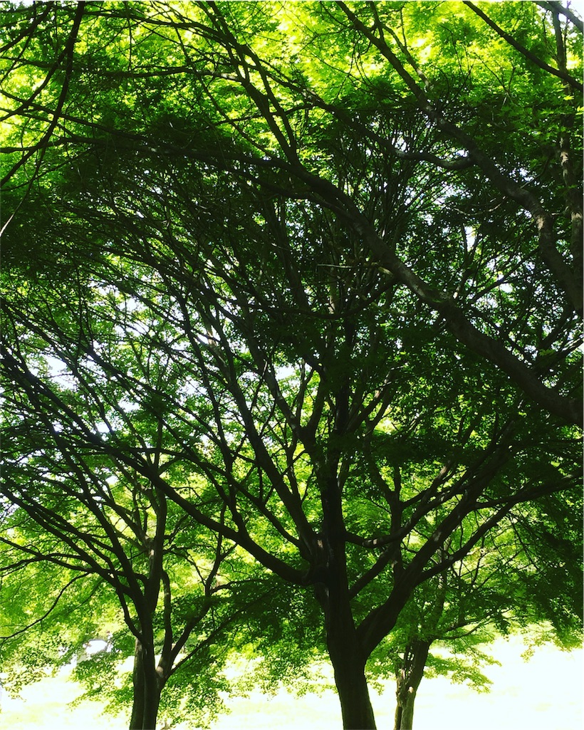 f:id:CNwriting:20160508174327j:plain