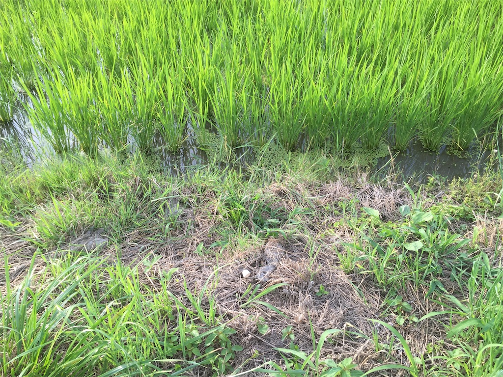 f:id:CNwriting:20160711175036j:plain f:id:CNwriting:20160711175036j:plain