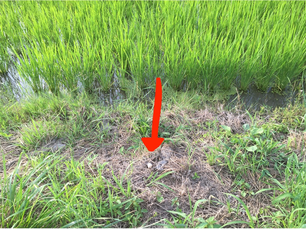f:id:CNwriting:20160711175037j:plain f:id:CNwriting:20160711175037j:plain