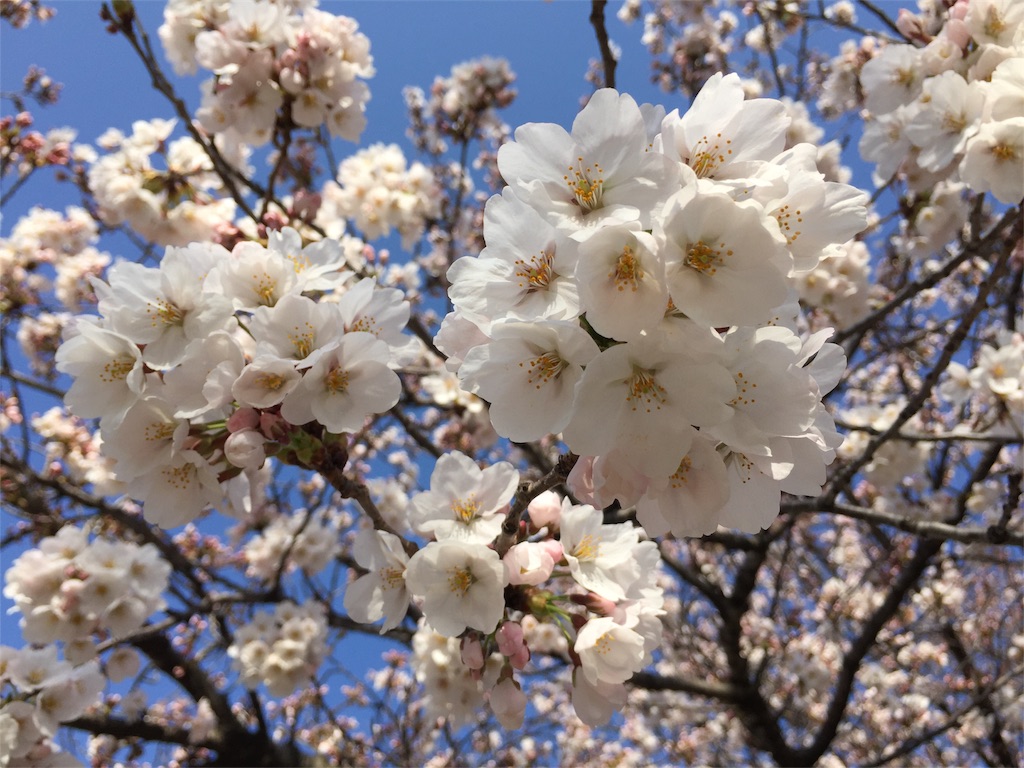 f:id:CNwriting:20170416201136j:plain f:id:CNwriting:20170416201136j:plain