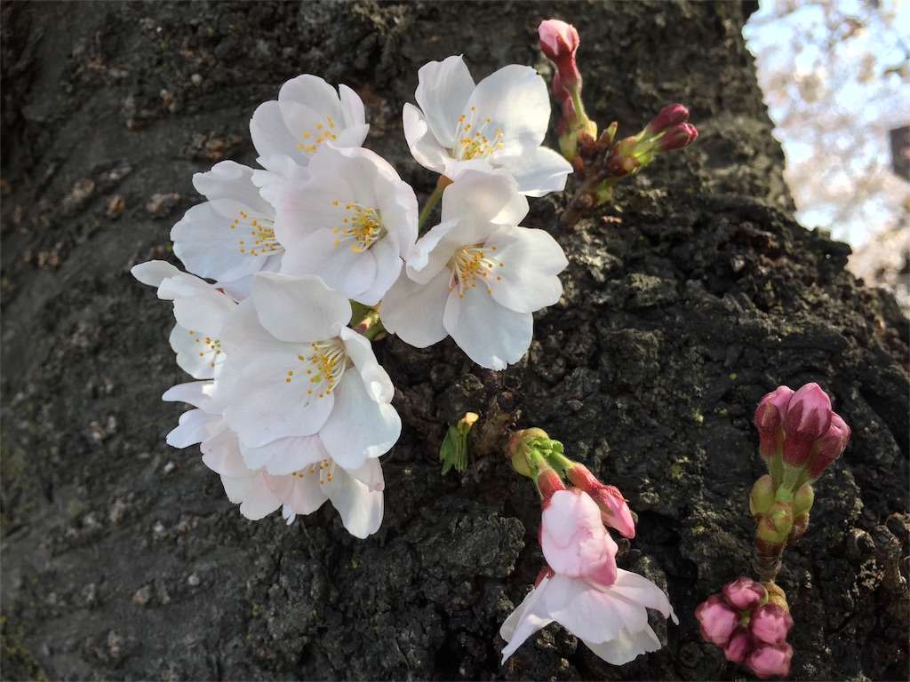 f:id:CNwriting:20170416201618j:plain f:id:CNwriting:20170416201618j:plain