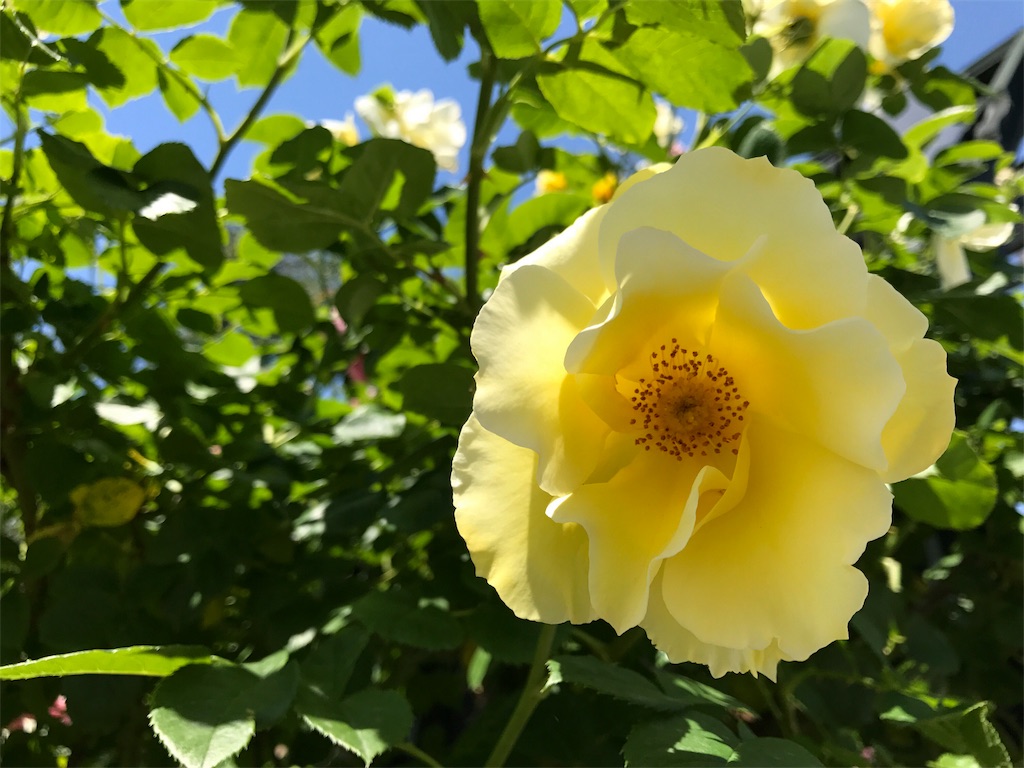 f:id:CNwriting:20170615061849j:plain f:id:CNwriting:20170615061849j:plain