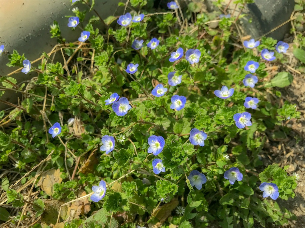 f:id:CNwriting:20180330153008j:plain