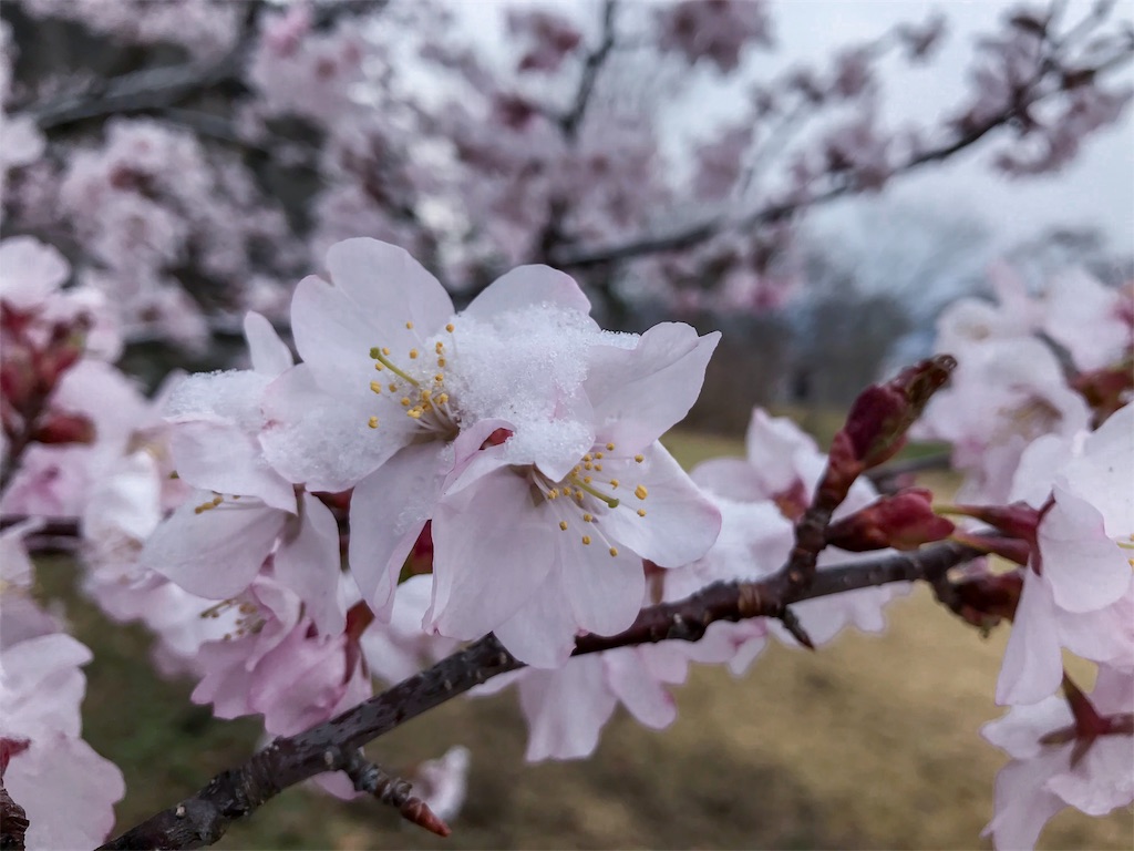 f:id:CNwriting:20180409075142j:image