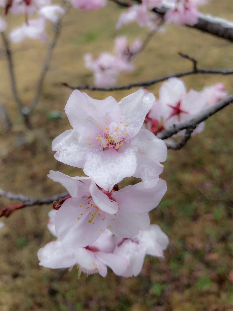 f:id:CNwriting:20180409075146j:plain
