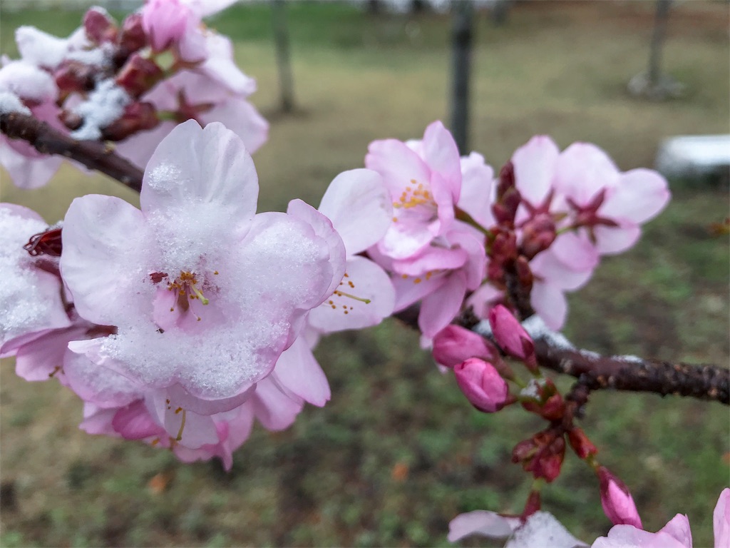f:id:CNwriting:20180409075326j:plain